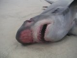 picture thumbnail
