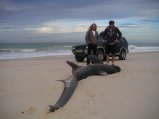 picture thumbnail
